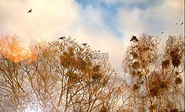 树梢上,鸟儿在树上,鸟儿在空中