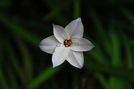 花,白,洁白的花朵