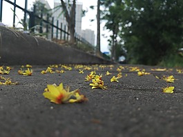 落花,落英缤纷,殇春
