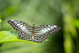 蝴蝶,绿色,翅膀