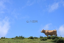 景观,coa,牛