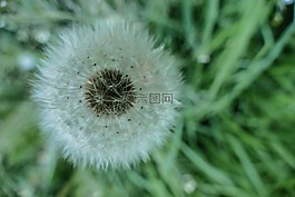 蒲公英,ruderalia,普通的蒲公英