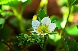 草莓植株,草莓花,草莓