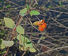 橙色jewelweed,玉簪,凤仙