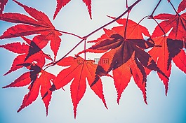 秋天的树叶,美丽,特写