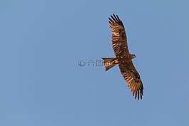 米兰,鸷鸟,猛禽