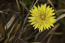 花,微距,摄影