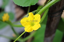 瓜的花,瓜,植物