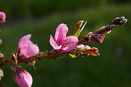 桃树,桃花源,春天