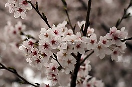 樱花盛开,樱花,春天