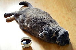 猫,黑暗,咖啡