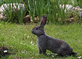 野兔,动物,灰色的野兔