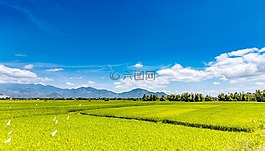 铜,稻田,奠