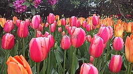 郁金香,花,橙色