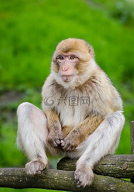 动物,可爱,猴子