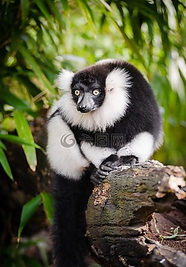 动物,动物摄影,森林