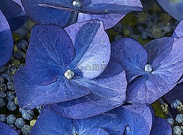 鲜花,水彩画,性质