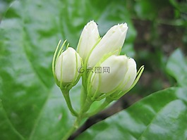 茉莉花,花卉
