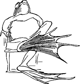 素描,图,青蛙