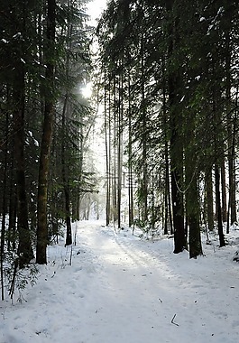 森林,太阳,雪景