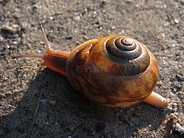 蜗牛,地球,土壤