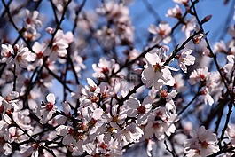 杏仁树,杏仁花,鲜花