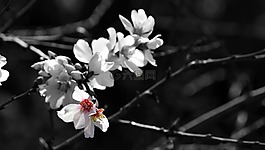 杏仁树,杏仁花,鲜花