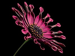 非洲雏菊,花,特写