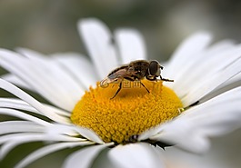 蜜蜂,玛格丽塔,花粉