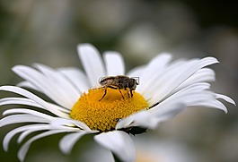 蜜蜂,玛格丽塔,花粉