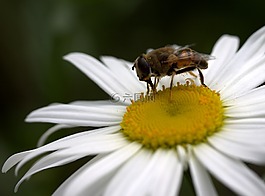 蜜蜂,玛格丽塔,花粉