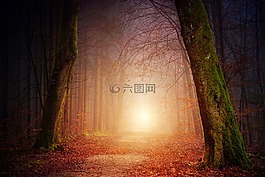 性质,木,树