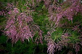 柳tetrandra,沙棘,凯西