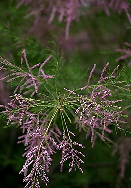 柳tetrandra,沙棘,凯西