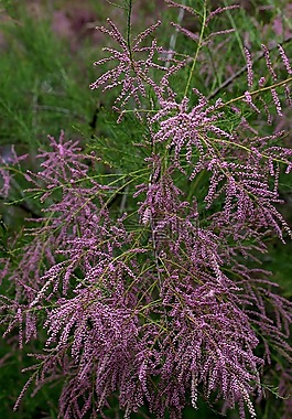 柳tetrandra,沙棘,凯西
