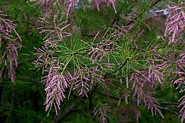 柳tetrandra,沙棘,凯西