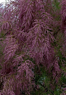 柳tetrandra,沙棘,凯西