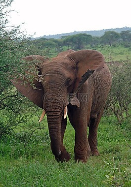 非洲,坦桑尼亚,象