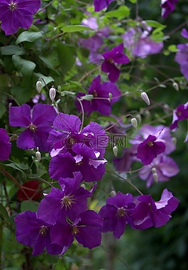 clematita,花卉,mov