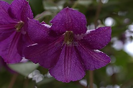 clematita,花卉,mov