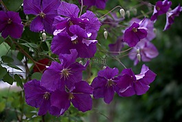 clematita,花卉,mov