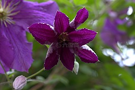 clematita,花卉,mov