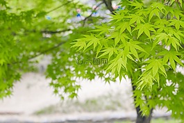 春,叶子,绿叶