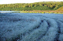 第一次霜冻,初秋,球老虎