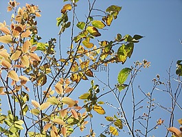 树,阳光,叶子