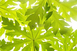 木瓜,叶子,绿色