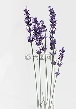 熏衣草,花,性质