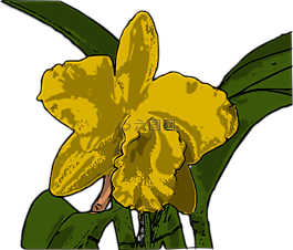 兰花,花,黄色