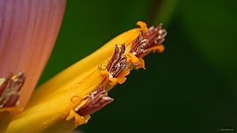 香蕉树,花卉,香蕉花