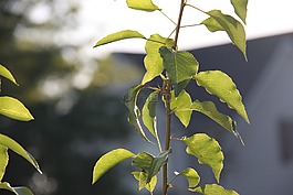 叶子,植物,阳光叶